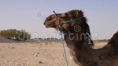 骆驼站在沙地沙漠里。 在甜点的背景下，近距离的骆驼